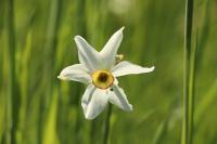 Narcissus poeticus