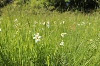 Narcissus poeticus