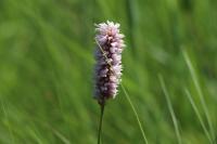 Bistorta officinalis