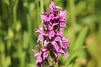 Dactylorhiza majalis