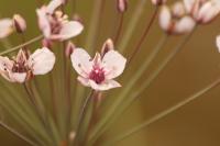 Butomus umbellatus