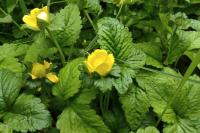Potentilla indica