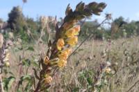 Odontites jaubertianus