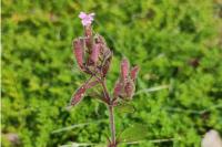 Saponaria ocymoides