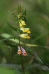 Melampyrum pratense