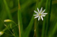 Stellaria palustris