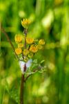 Jacobaea vulgaris