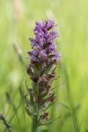 Dactylorhiza majalis