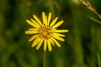 Tragopogon dubius