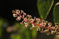 Phytolacca americana
