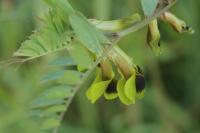 Vicia melanops
