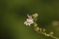 Linaria repens