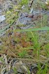 Drosera rotundifolia