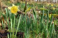 Narcissus pseudonarcissus