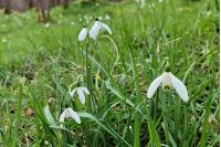 Galanthus nivalis