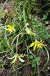 Gagea villosa