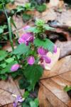 Lamium maculatum