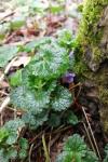 Glechoma hederacea