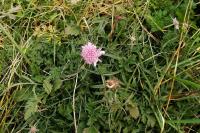 Scabiosa columbaria
