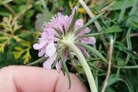 Scabiosa columbaria