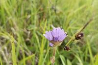 Campanula cervicaria