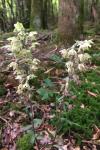 Epipactis purpurata