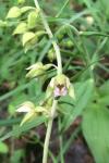 Epipactis helleborine