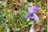 Viola hirta