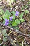 Viola hirta