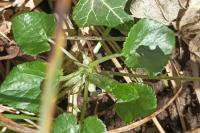 Viola hirta
