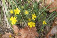 Potentilla verna