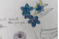 Aegonychon purpurocaeruleum