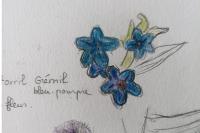 Aegonychon purpurocaeruleum