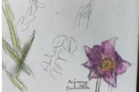 Pulsatilla vulgaris