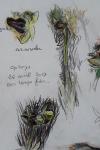 Ophrys virescens