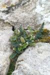 Asplenium ceterach