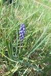 Muscari botryoides