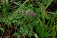 Corydalis solida