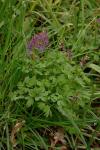 Corydalis solida