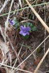 Viola riviniana