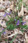 Viola reichenbachiana