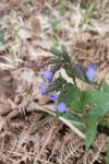 Pulmonaria longifolia