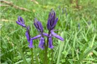 Hyacinthoides non-scripta