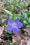 Vinca major