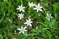 Ornithogalum umbellatum