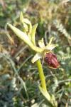 Ophrys aranifera