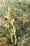 Ophrys aranifera