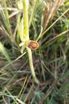 Ophrys virescens