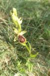 Ophrys virescens