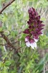 Orchis purpurea